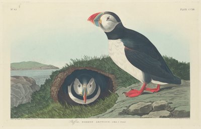 Puffin by John James Audubon